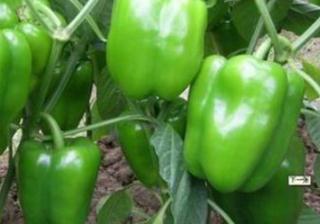 �ཷʩ���м������ཷ�ĿƌW(xu��)ʩ�ʷ���