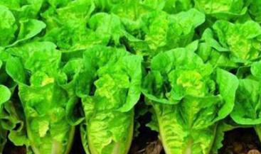 �ײ�ˮ�ʹ������g(sh��)����ײ˝�ˮʩ�ʵļ��g(sh��)Ҫ�c(di��n)