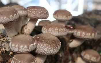 ʳ�þ�ʩ���м��ɣ�ʳ�þ��ƌWʩ�ʷ���