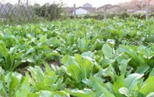 ����ʩ���к�ԭ�t���߲����a(ch��n)�е�ʩ�ʲ���