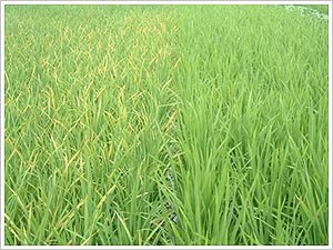 ˮ��ʩ��⛷�Ҫע��ʲô��ˮ��ʩ��⛷ʵķ�����