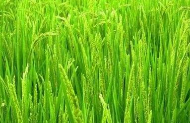 �������ʩ⛷������a������ʩ⛷������a�ķ�����