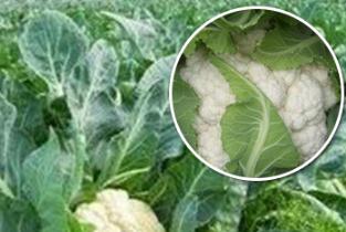 ����˽⻨�˵�������c(di��n)�����տƌW(xu��)��ʩ�ʼ��g(sh��)