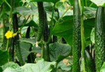 �S�����ʩ�ʣ��S���~�����ѭʲôԭ�t��