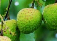 ��֦�ɹ�ǰ������ʩ�ʣ�ʩ��ע�����(xi��ng)����Щ��