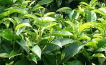 �}���߲���ʲô��Ҫ���ã��߲˞�ʲô�x���_�}�ʣ�