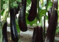 �Nֲ������Ҫ���ٷ��ϣ������ļ����׷�ʣ�