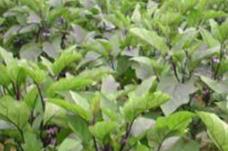 ����ϲ�����ͷ������ӵ���Ч�ƌWʩ�ʷ�