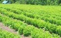 ��ˎ��ʩ���н��ɣ���ˎ�İ�N����ϲ�����