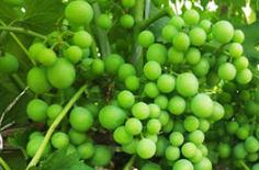 �~��ʇ�ʩ����ЩҪ�c���~��ʇ�ʩ�r�g��ʹ�ü���