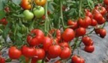 ���ѷʺ����F����Щ�����η��Ѳ�������ǰ����