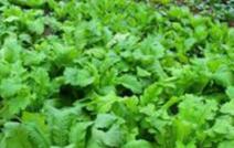 �r(n��ng)�ҷʺͻ��ʸ��Եă�(y��u)ȱ�c����ʩ����������Щ��