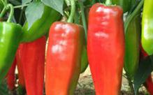 �����߮aע���������Щ�������ĸ߮a���ɺͷNֲ����