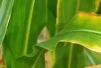 ����ȱ�F�rԓ��ô�x�F��������Д�����ȱ�F��