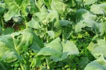 ���{�ò��÷N�����{��ʩ��ע�����