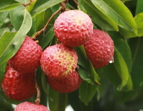 ��֦��ôʩ�ʲ��ܸ߮a(ch��n)����֦�ƌWʩ�ʷ���