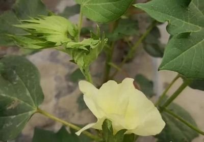 �޻��������ι������޻�����ڹ������gҪ�c