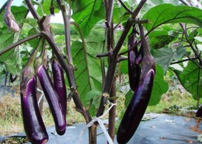 �����ļ�ʩ�����v���������ļ�ʩ������ʲô���ɣ�