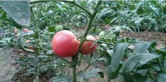 ��֪����ʲô���ѽ���Խ�ø�⛷ʷ�������ٶ�Խ����