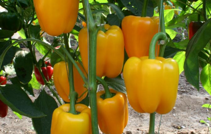 �𽷑�ԓ����ȥʩ�ʣ������B����Ҫע��ʲô��