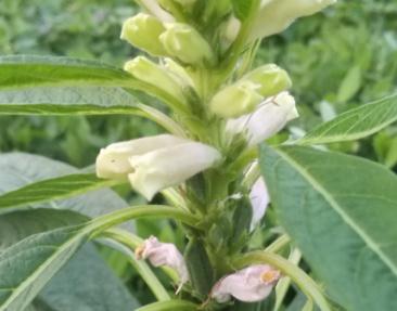 Ҫ��֥�鹝���ߣ�׷ʩ���ʺ���Ҫ