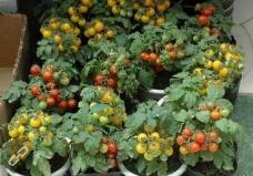 ��_������ô�N����_���ѷNֲ����