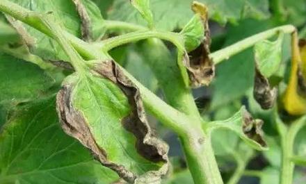 ���ѷʺ�Σ���󣬷��ѷʺ��\���c���η���