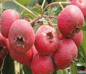 ɽ髿ƌWʩ�ʼ��g����_������֪���᣿