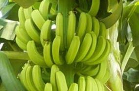 �㽶�L�úã�ʩ���м���