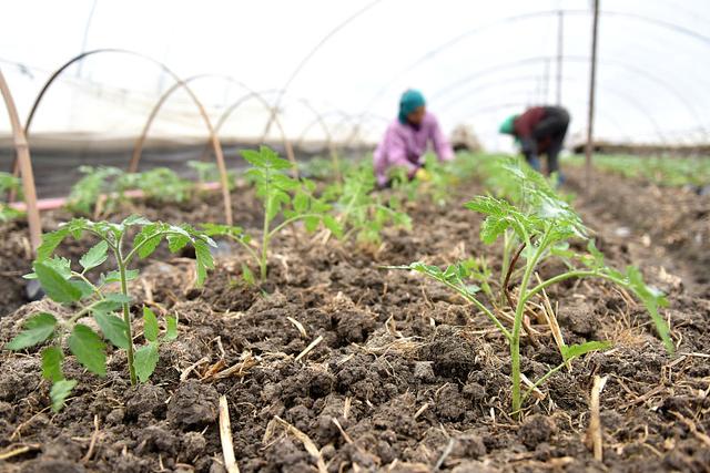 ��Ч���ϣ�����ʲô����ʲôӰ푣�