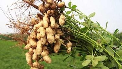 ����ʩ�ʲ�Ҫ����΢��Ԫ�أ�����ʩ�ʼ��g��