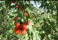 ��轑���ע��ʩ�ʣ���轸߮aʩ�ʼ��g