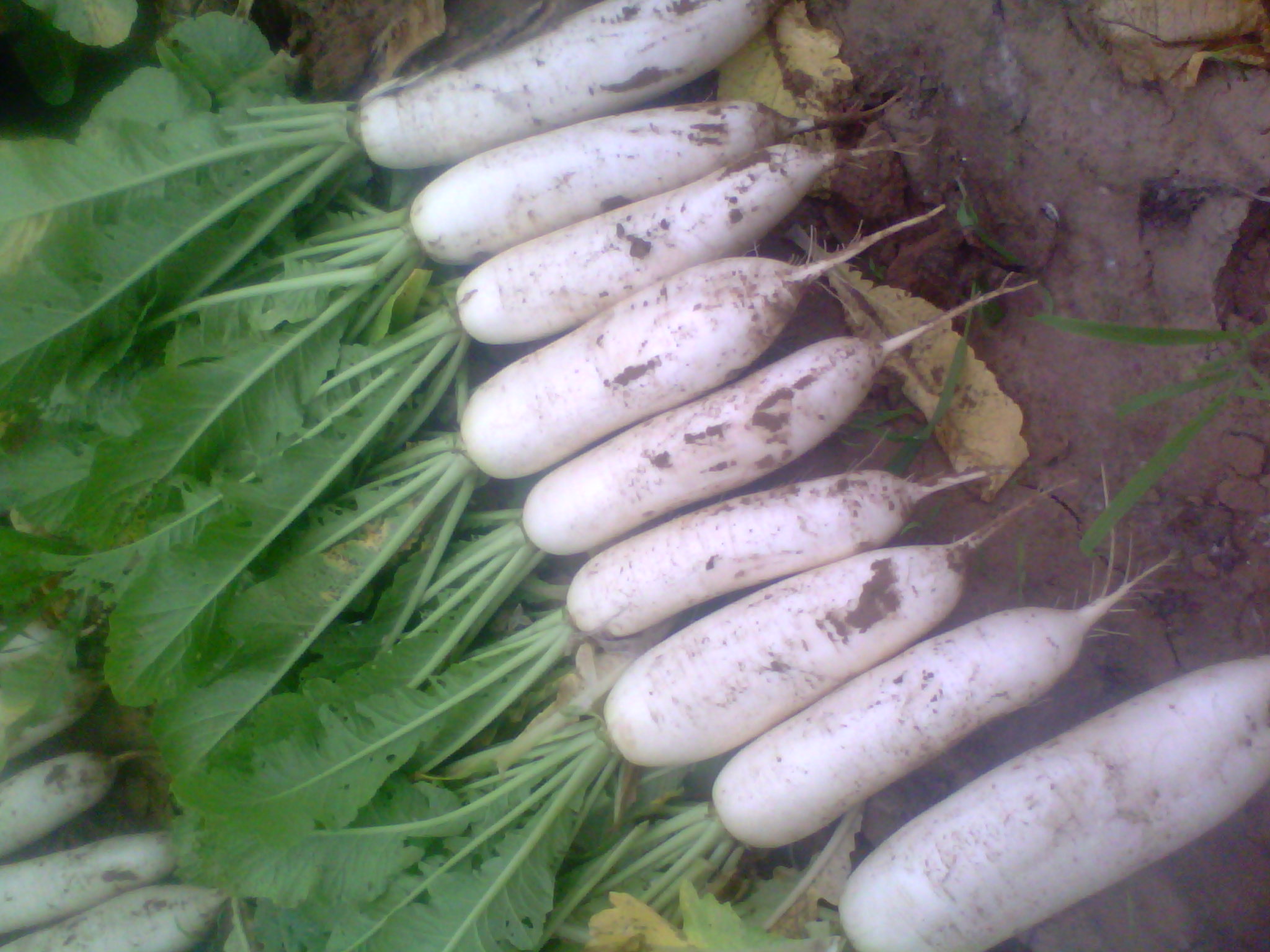 ����ʩ��ʹ���}���Įa(ch��n)�����ߣ�