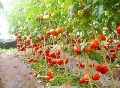 ���t��ʲô�r�gʩ�ʣ����t��ʩ�����Ƕ��٣�