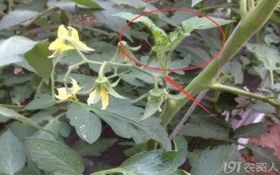 ���t��������ԓ�����M�й�����