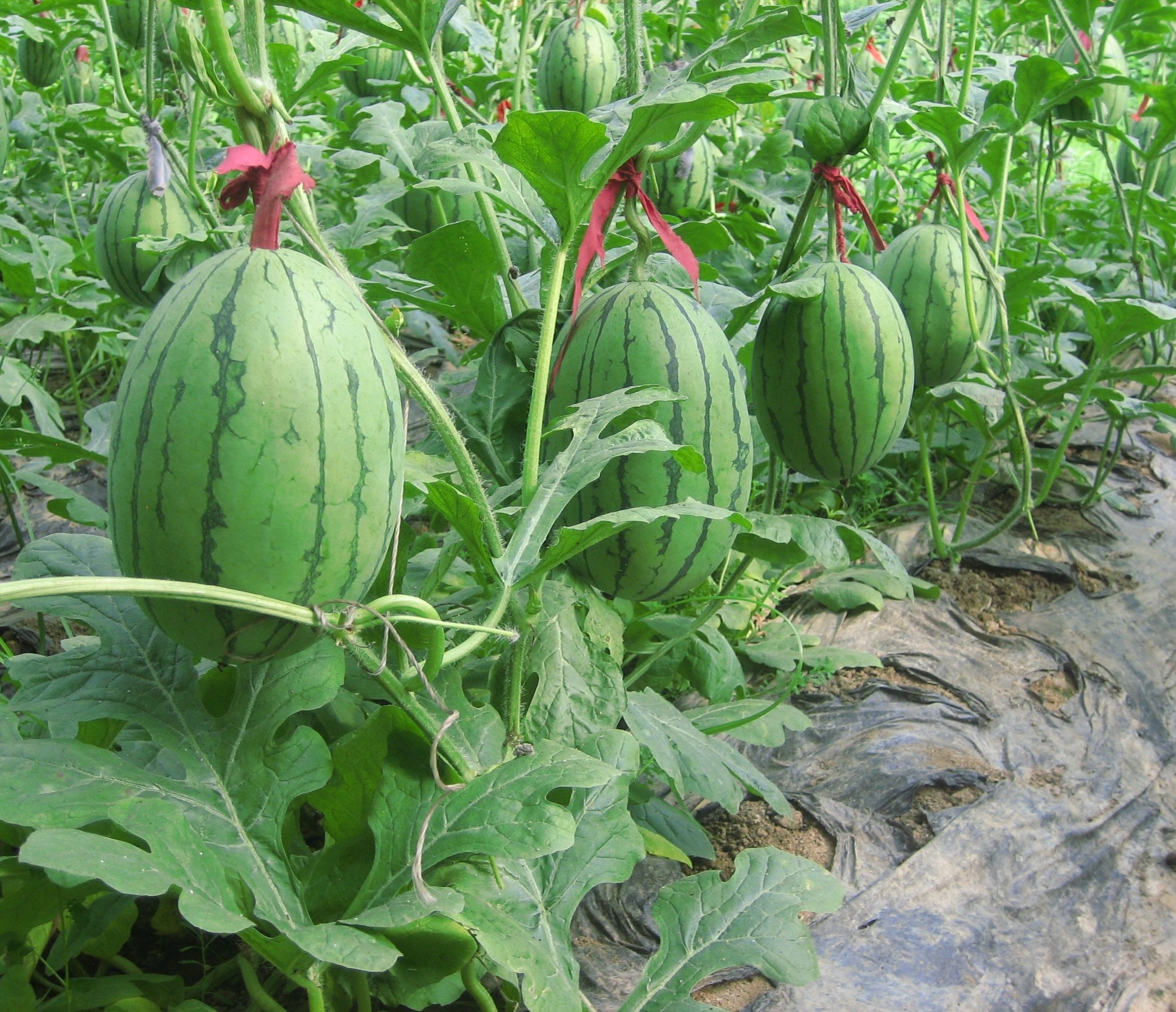 ���׌���ϷN�Ӱlѿ�����ϷN�ӵĴ�ѿ��������Щ��