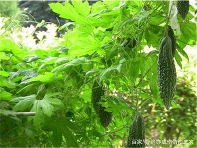 �����μ޽ӣ�