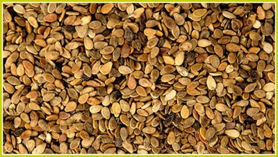 ���׌���ϷN�Ӱl(f��)ѿ�����ϷN�ӵĴ�ѿ��������Щ��