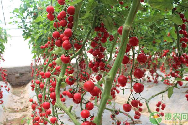 ���t����ô��֦�ٸ߮a��