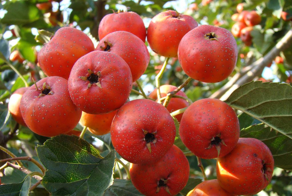 ɽ��m��ʲô�r�g�Nֲ��ɽ髵ķNֲ������