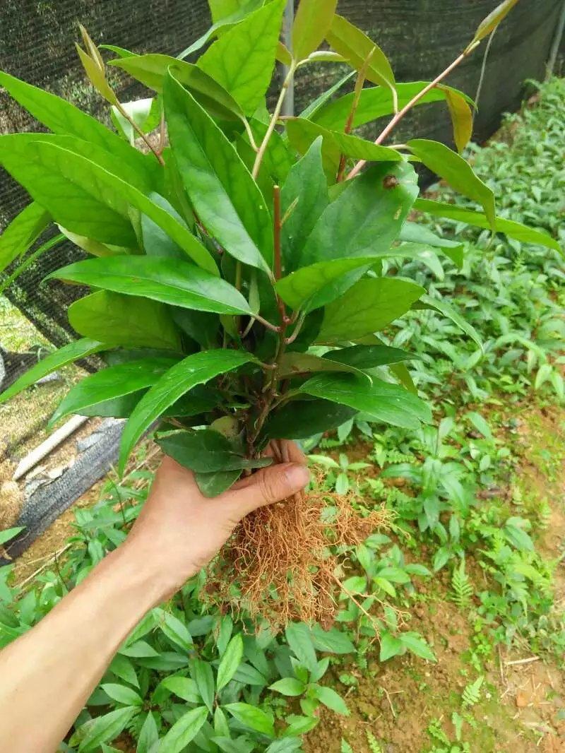 ���ϻ������з������߮a(ch��n)�Ĵ˲��ٳ