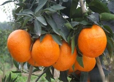 ���ٷNֲ�^������Ҫʩ����Щ���ϣ�