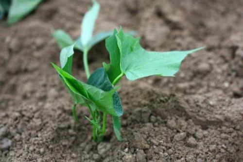 �_���ʣ��^һ�أ�ʩ�÷ʣ��a(ch��n)����