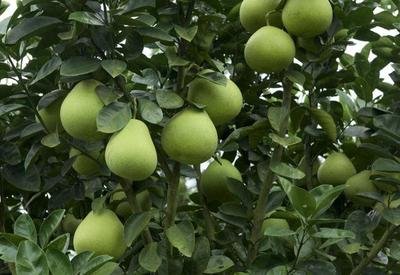 ����ʲô�r��Nֲ��������ô�Nֲ���ܸ߮a��