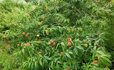 �������ʩ��΢��Ԫ�ط�������ʩ�ʵ����_����