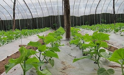 �����������Ч�����ӣ� ��ԓע��ʲô��