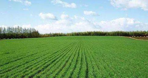 ����������ﶬ��Ч��������ʩ�ʼ���