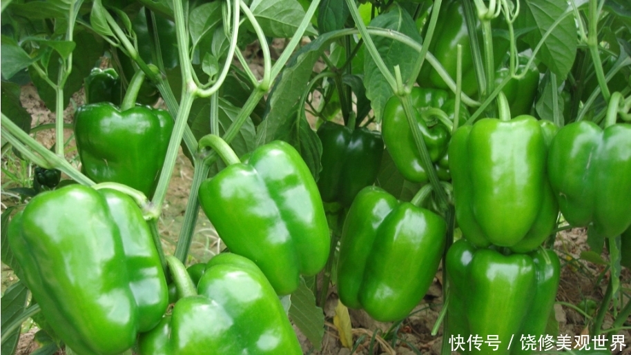 �˽���߮a�����ڲ˽��������c����ڿƌWʩ�ʣ�