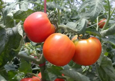 ��������׷N���ё�ԓע��ʲô�����ҷ����׷N����