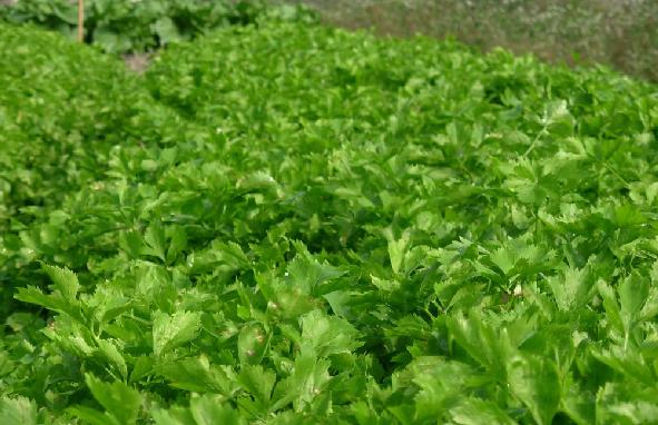 �۲���θ߮a(ch��n)����Ҫ�۲˵ĿƌW(xu��)ʩ��